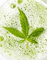 Cannabis Beverages in the U.S.